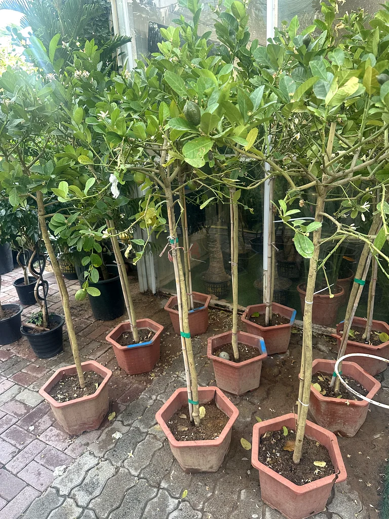 Lime Tree63219823774722111