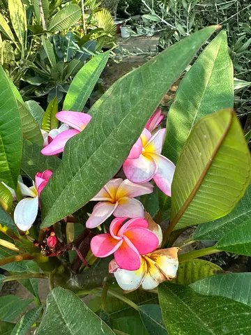 Vibrant Floral Beauty: Live Plumeria Plant for Sale