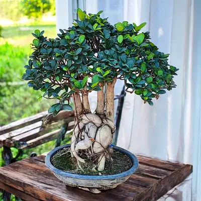 15 year old Ficus Bonsai (Indoor / Outdoor plant)