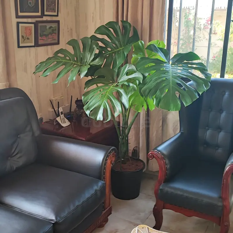 مونستيرا شكل كبير (نبات داخلي)