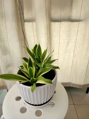 Stylish Indoor Plant in Elegant Pot