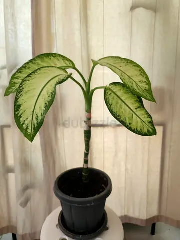 Stunning Indoor Plant - Perfect Greenery for Your Home!