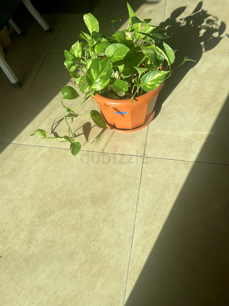 النباتات63220325640579112