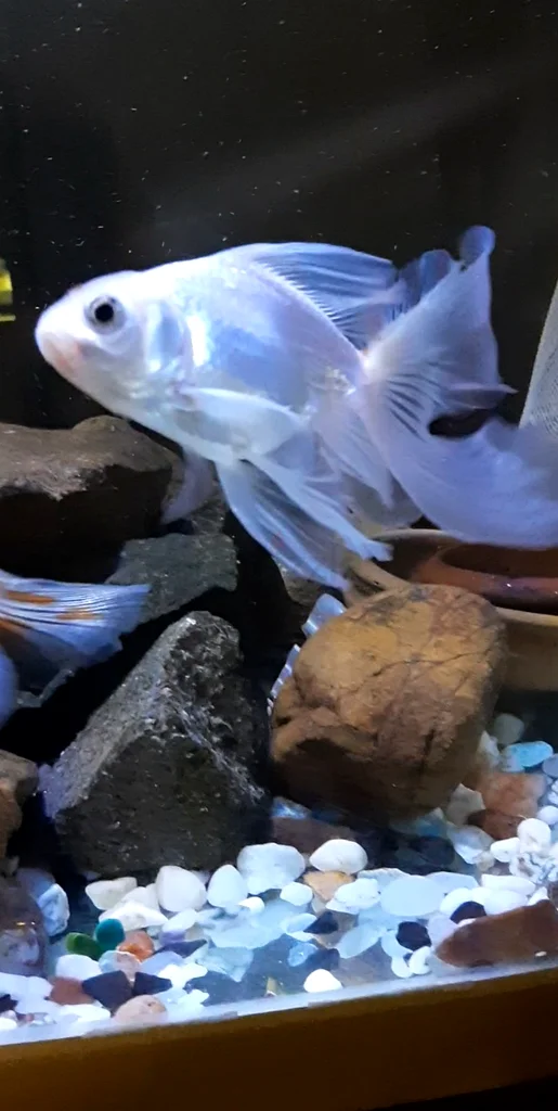 Aquarium tank with fish and accessories63173510032513111