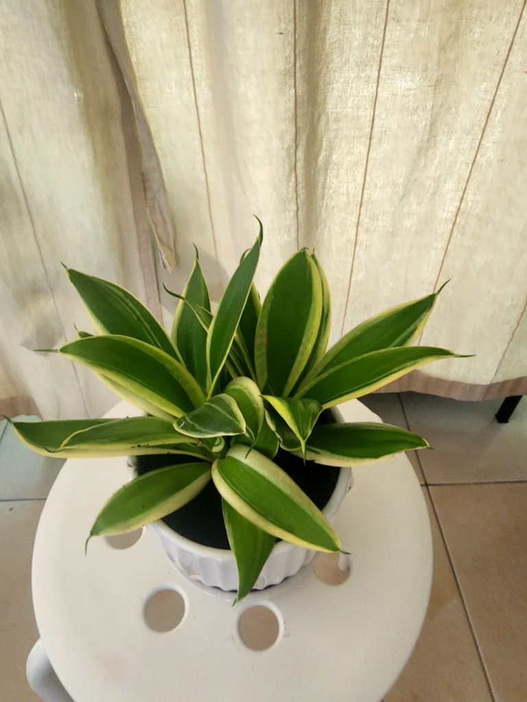 Stylish Indoor Plant with Decorative Planter63189120228610111