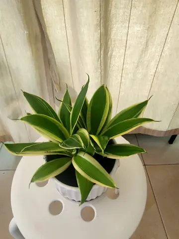Stylish Indoor Plant with Decorative Planter