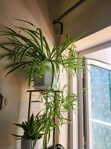 Stylish Indoor Plants for a Refreshing Home Decor