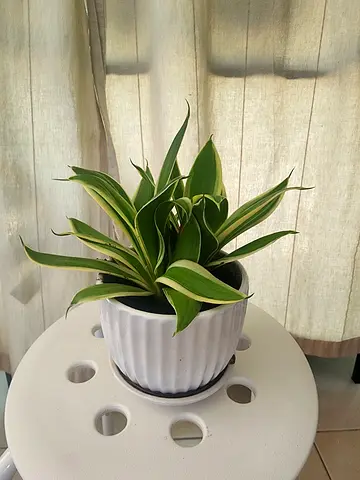 Stylish Indoor Plant with Decorative Planter