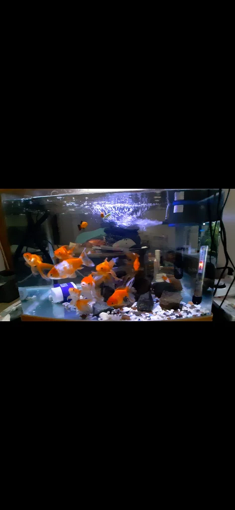 Aquarium tank with fish and accessories63173510032513114