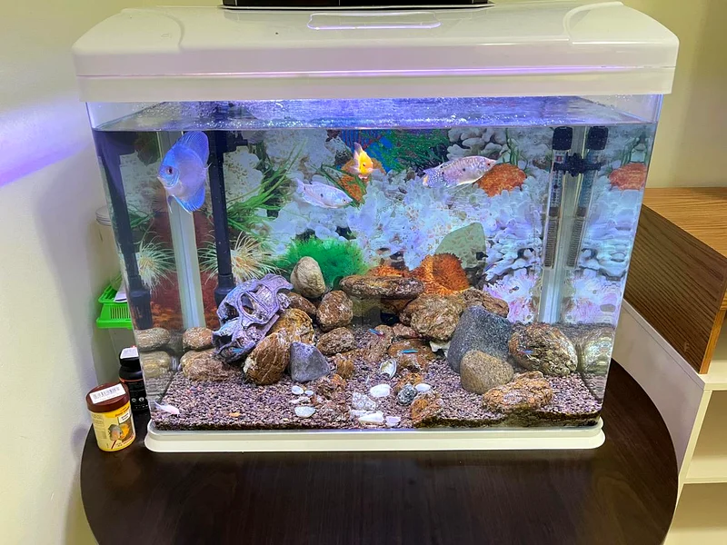 Beautiful Fish Aquarium Setup with Decorations632326487073301125