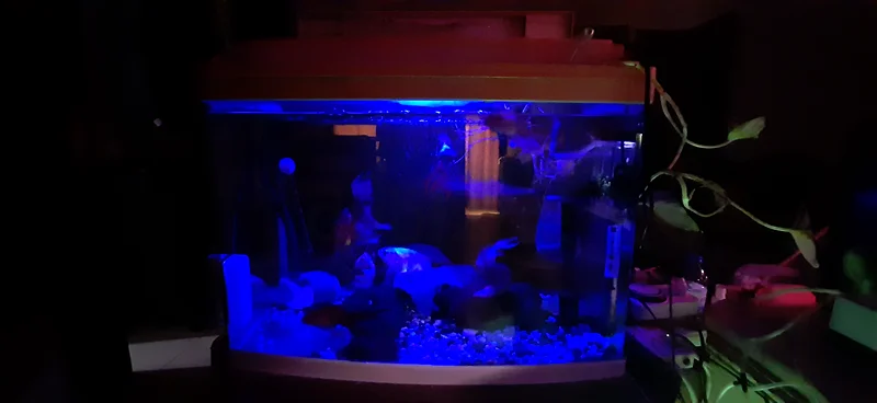 Aquarium tank with fish and accessories63173510032513112