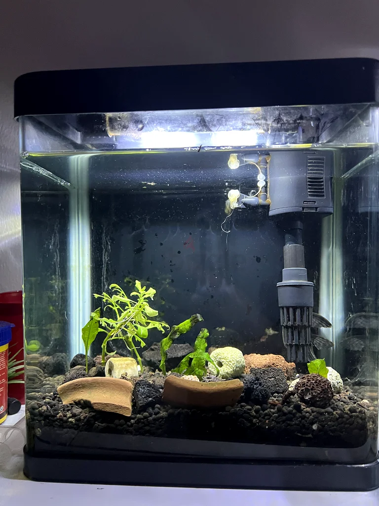 Gorgeous Fish Tank with Accessories for Sale!63232650053250110