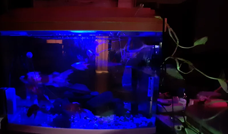 Aquarium tank with fish and accessories63173510032513113