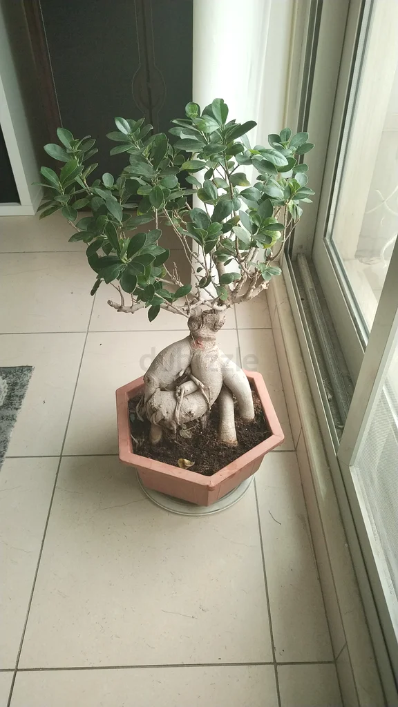 Stunning Indoor/outdoor Ficus Bonsai Plant - Perfect for Home Decor!63219824226818112