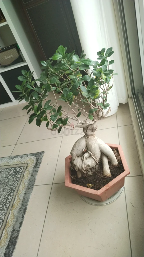 Stunning Indoor/outdoor Ficus Bonsai Plant - Perfect for Home Decor!63219824226818111