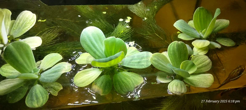 Aquarium plants63232650103681112