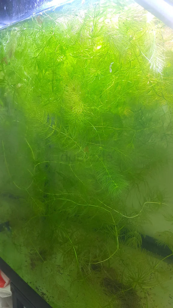 Aquarium plants632326501036811122