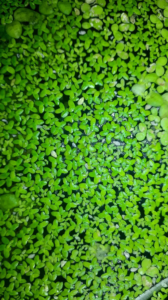 Aquarium plants63232650103681111
