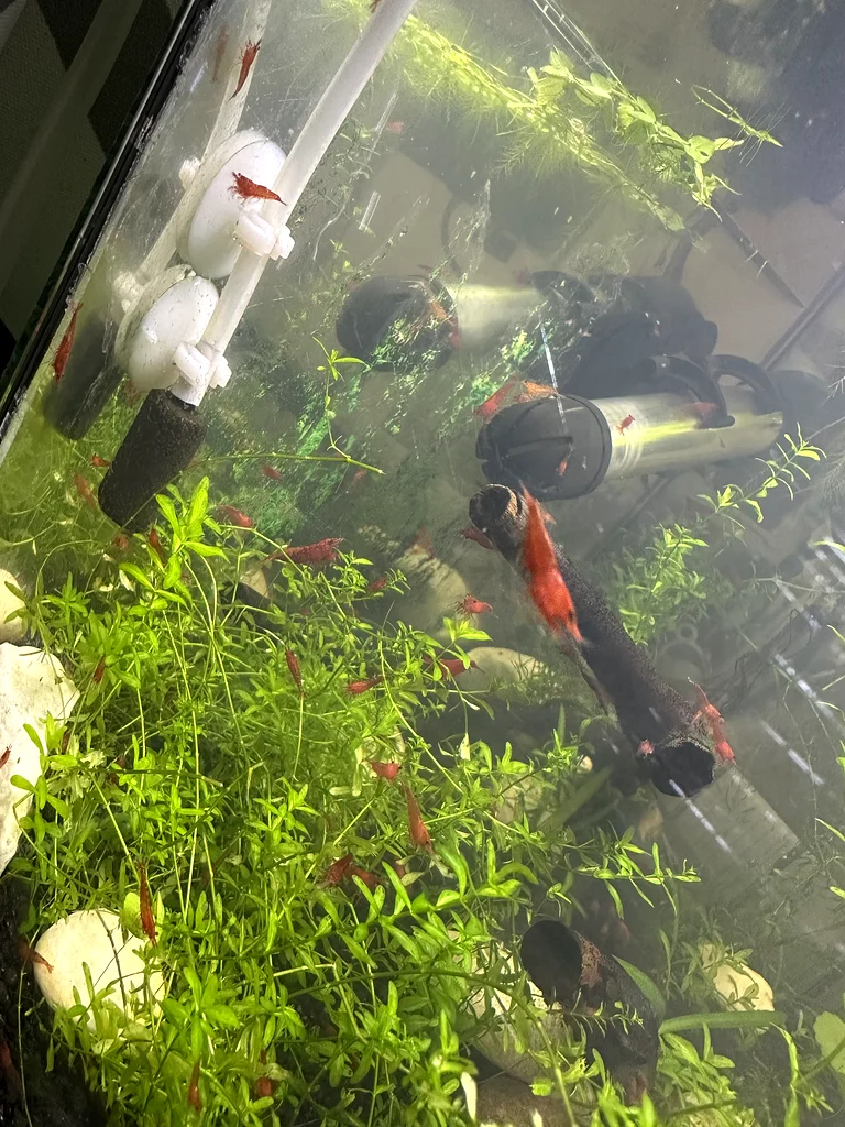 Red cherry Shrimp63232650096258114