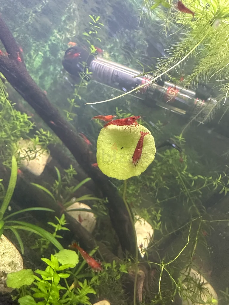 Red cherry Shrimp63232650096258111