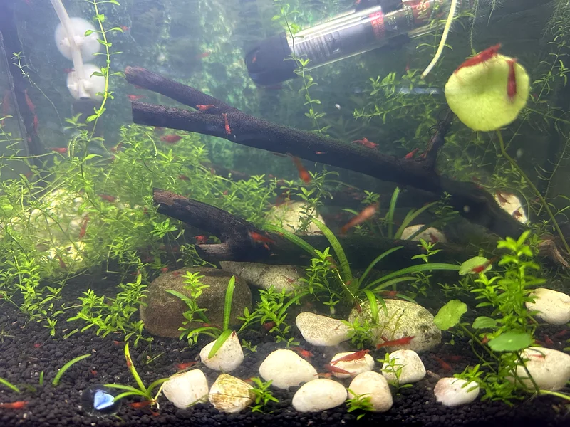 Red cherry Shrimp63232650096258112