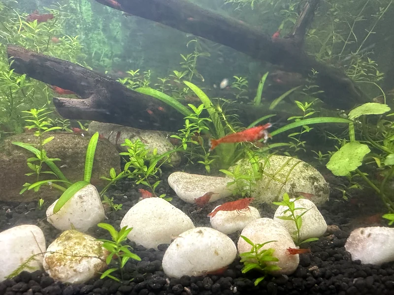 Red cherry Shrimp63232650096258113