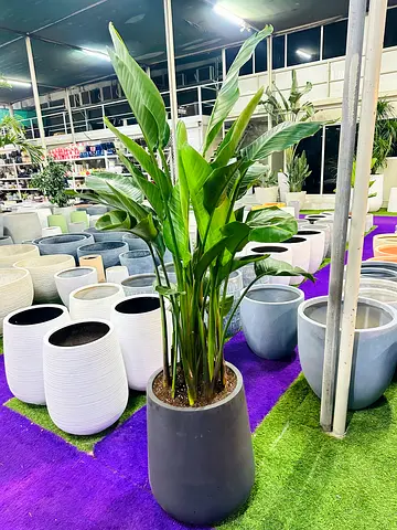 Stunning Indoor Plant with Stylish Pot
