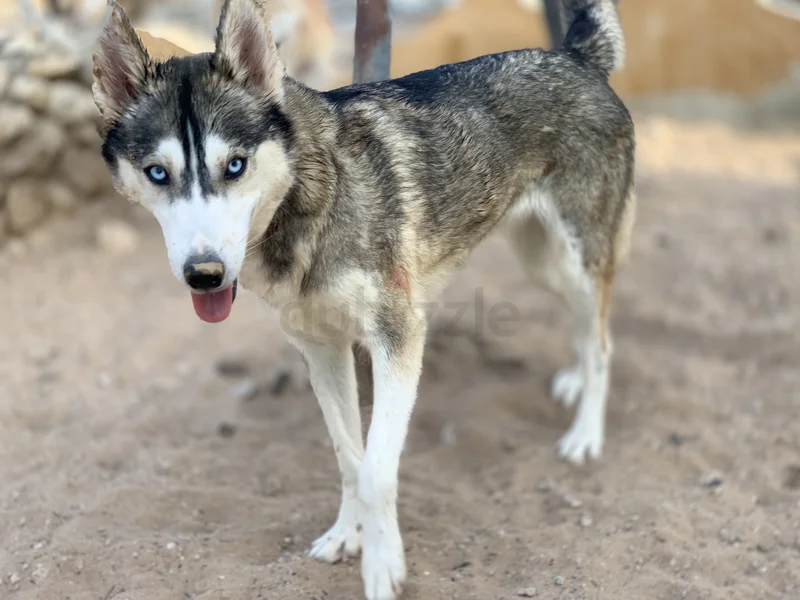 Pure breed ⭐ Siberian Husky ⭐ ️ - male and female62929657922561112