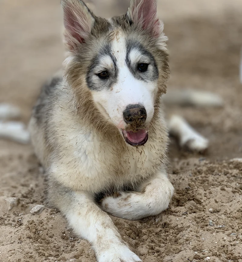 Pure breed ⭐ Siberian Husky ⭐ ️ - male and female62929657922561113