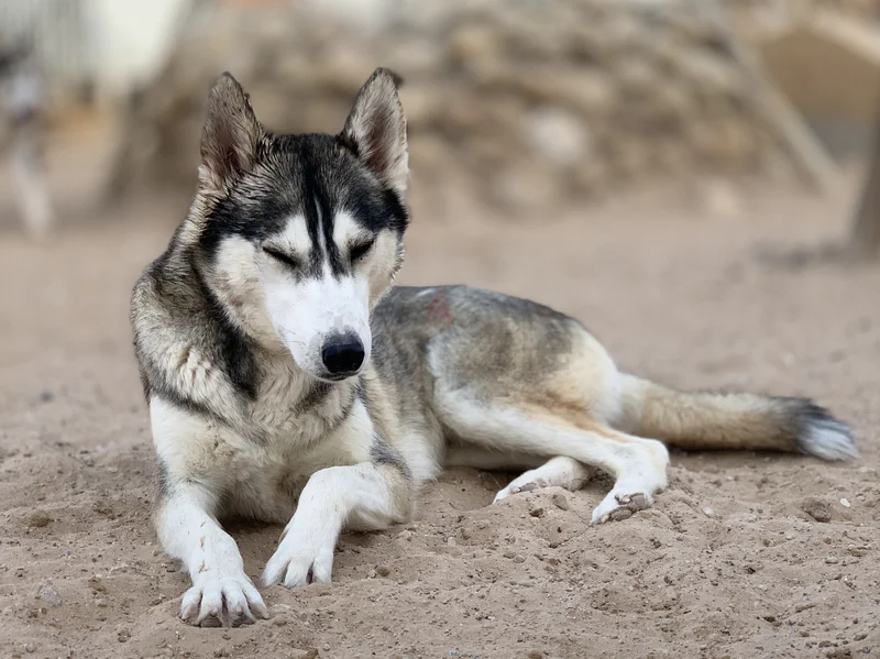 Pure breed ⭐ Siberian Husky ⭐ ️ - male and female62929657922561111