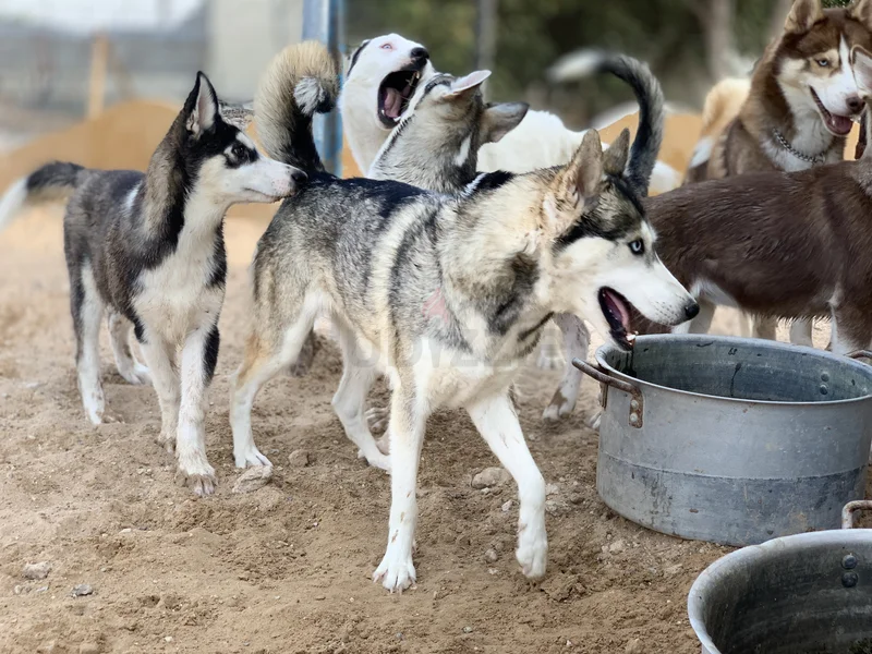 Pure breed ⭐ Siberian Husky ⭐ ️ - male and female62929657922561114