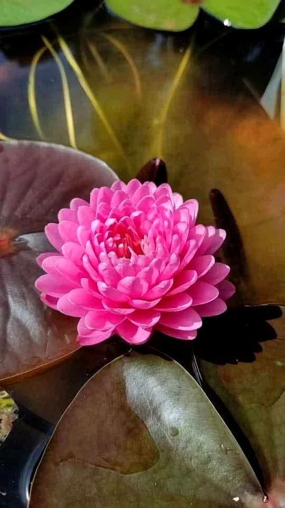 النباتات63215384580867113