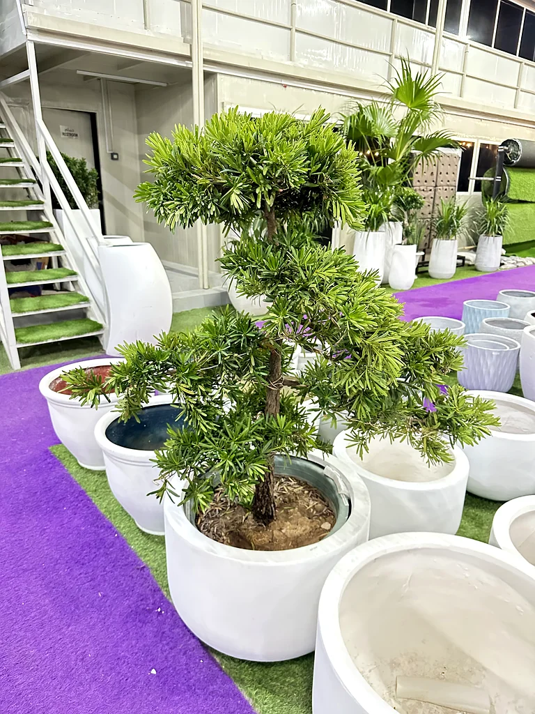 بودوكاربوس مكروفيلوس63180368209409111