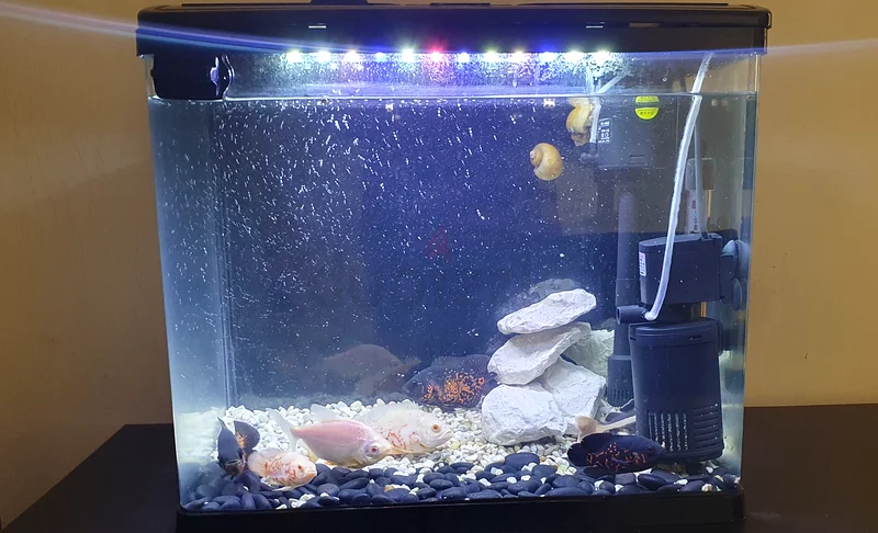 Aquarium with all Accessories and fish63233131380737112