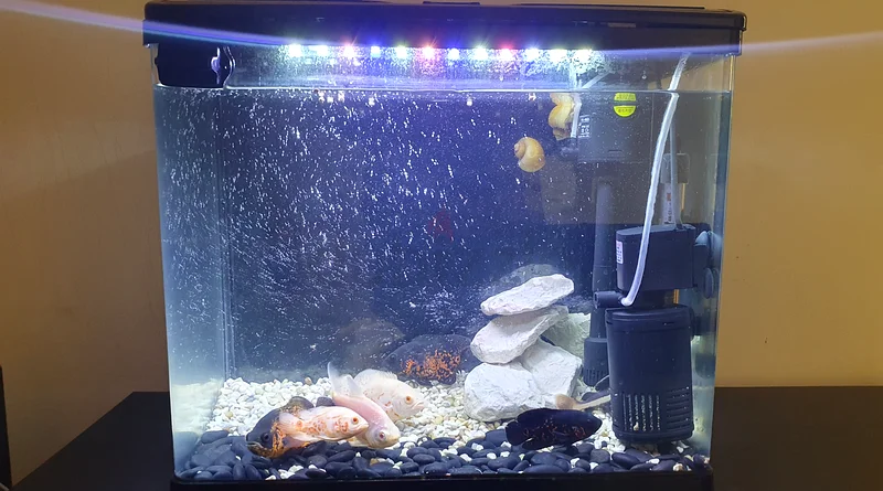 Aquarium with all Accessories and fish632331313807371119