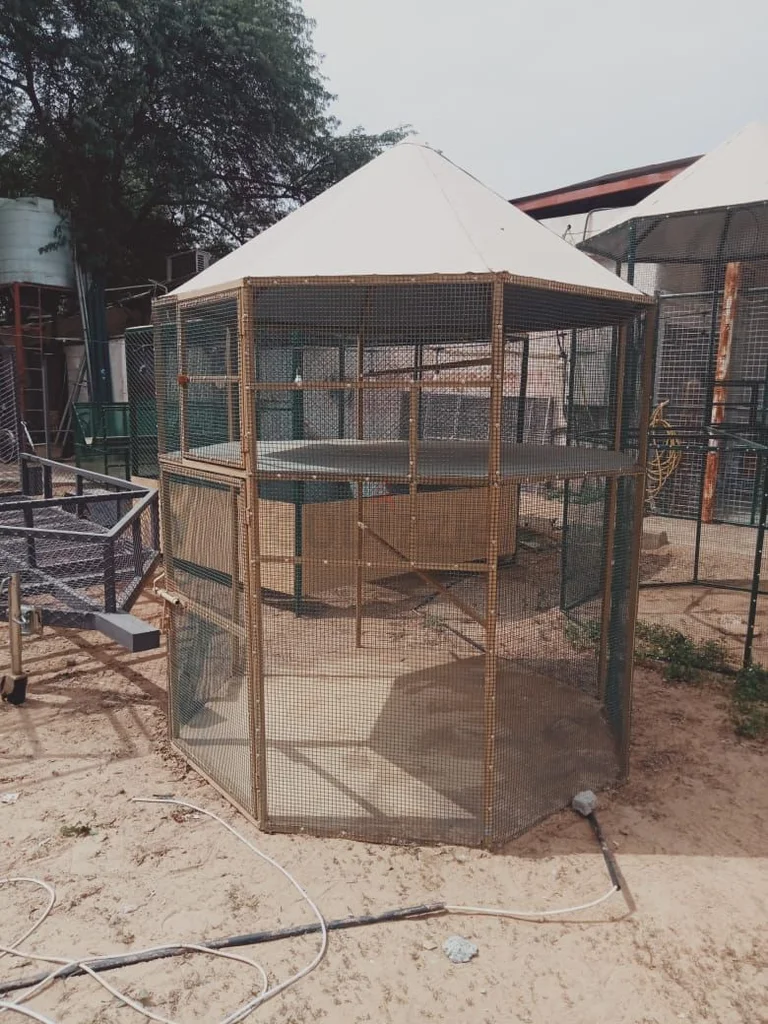 Two floor Cage629306487572501121