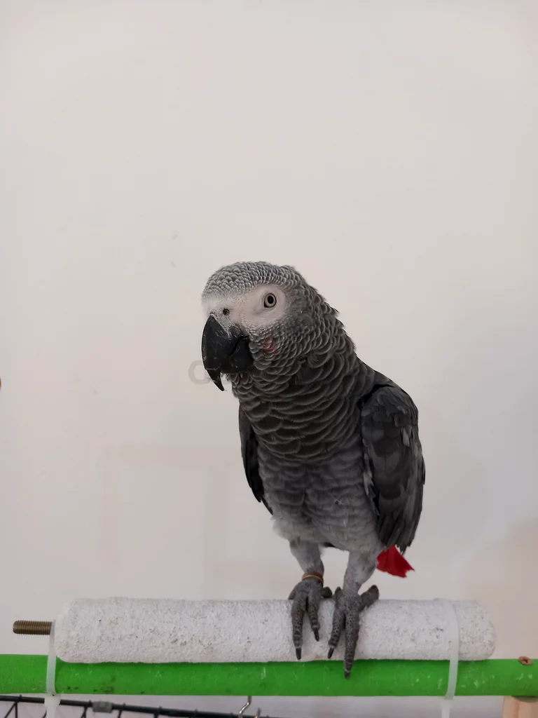 Lost Parrot – Cash Reward63232646953345116