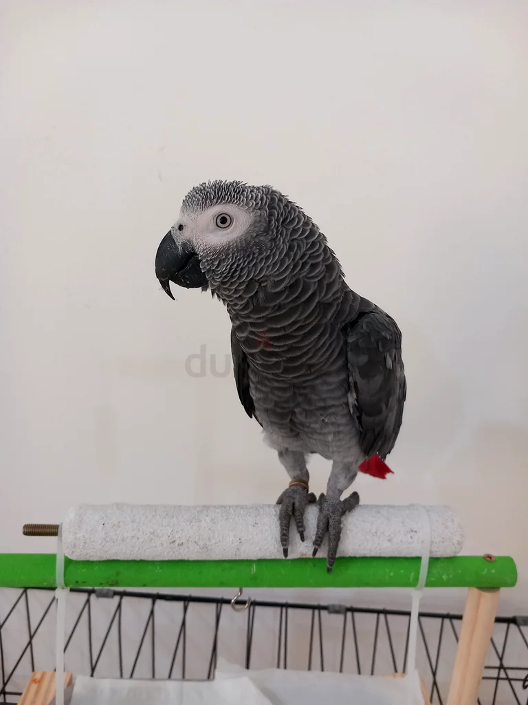 Lost Parrot – Cash Reward63232646953345111