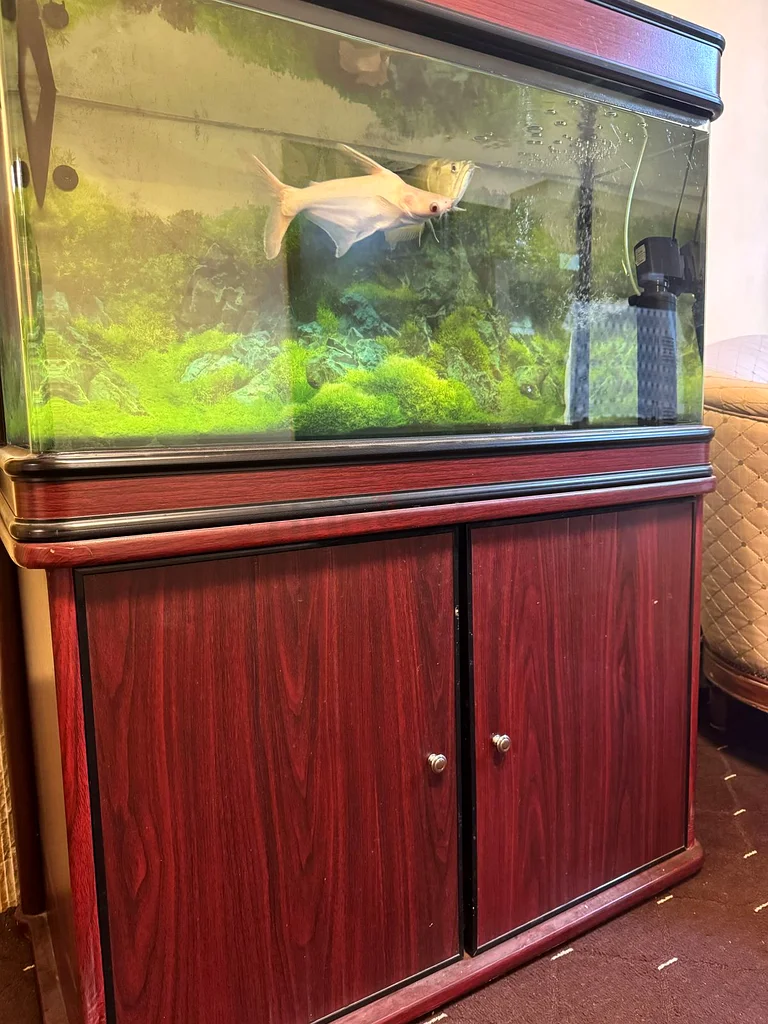 100 cm fish tank for sale with filter  system632321614045461112