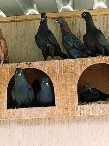 Kuwaity birds