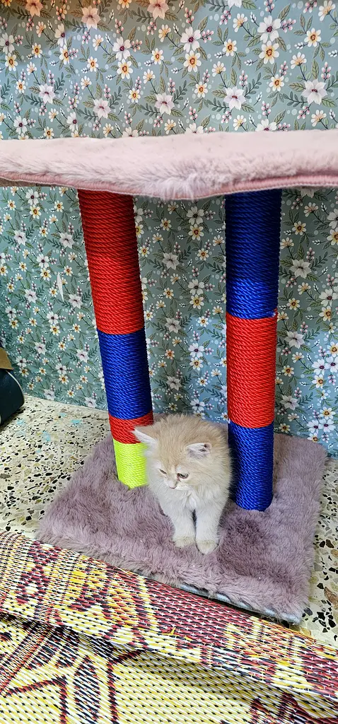 Cat Tree / Scratching63232648151426111