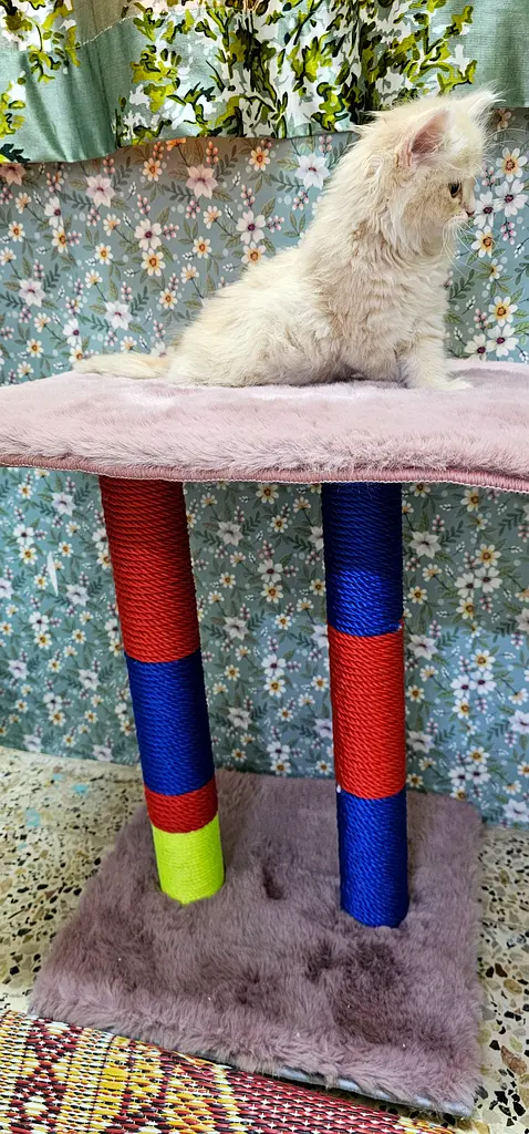 Cat Tree / Scratching63232648151426114