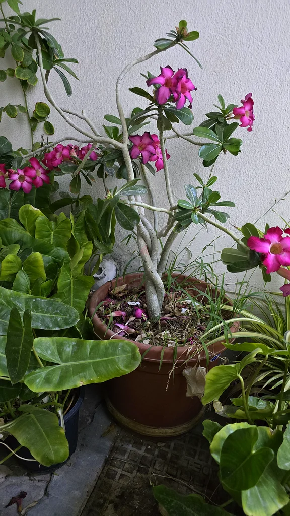 نبات الأدنسيوم الرائع: مثالي لحديقتك!632203257406751125