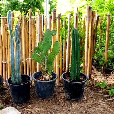 Three Cactus Combo  (Outdoor Plants) Free Delivery in Dubai