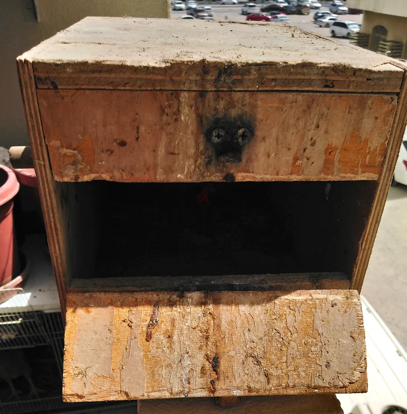 Bird Nest +Pot @3063231685847043113