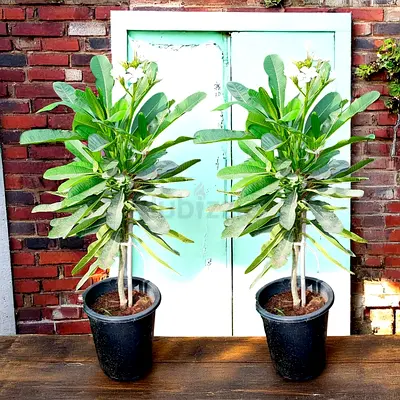 Two White Plumeria Combo (Outdoor Plants)z