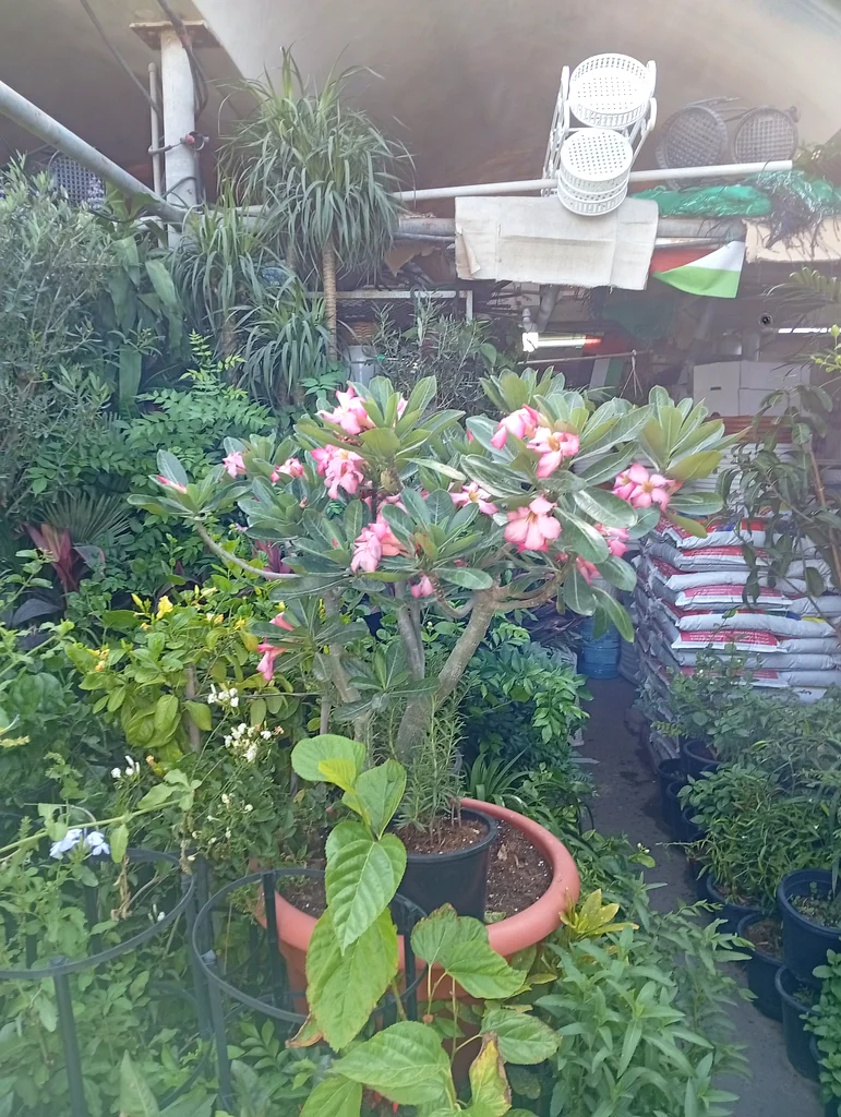 نبات زهري جميل لحديقتك632203257543691118