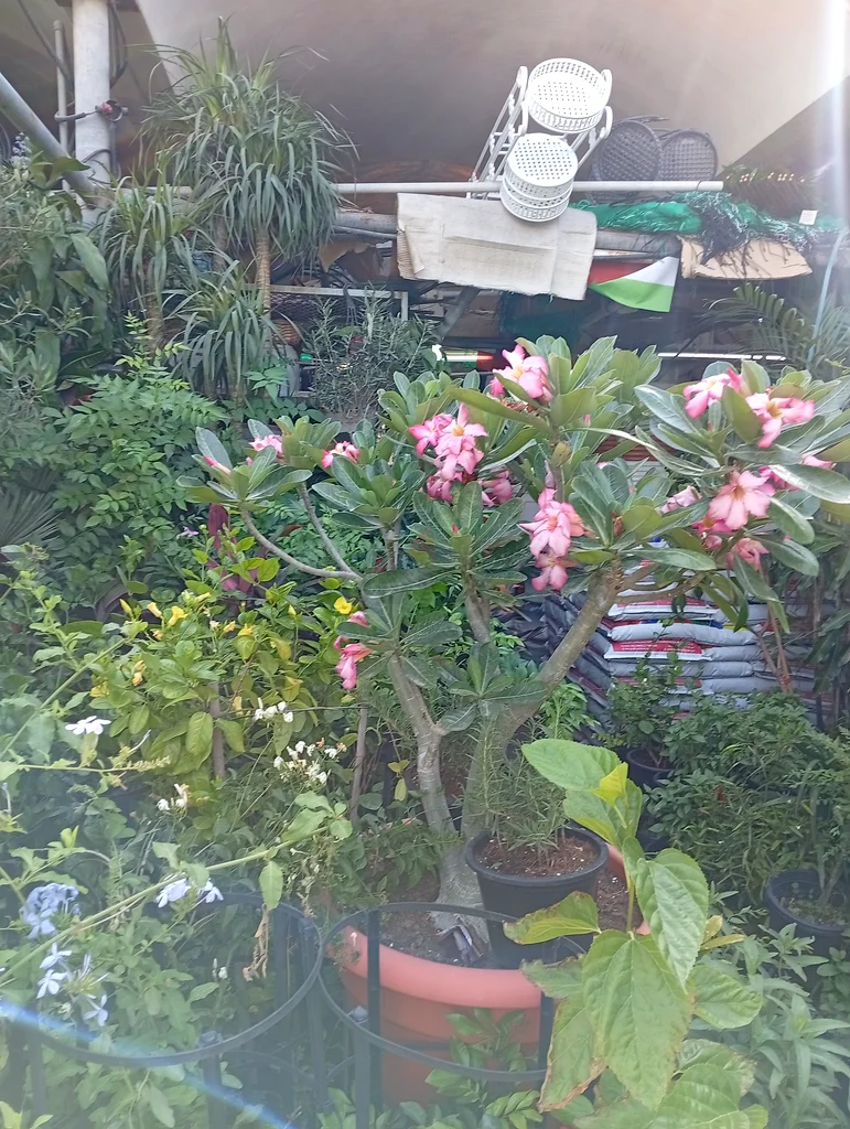 نبات زهري جميل لحديقتك63220325754369111