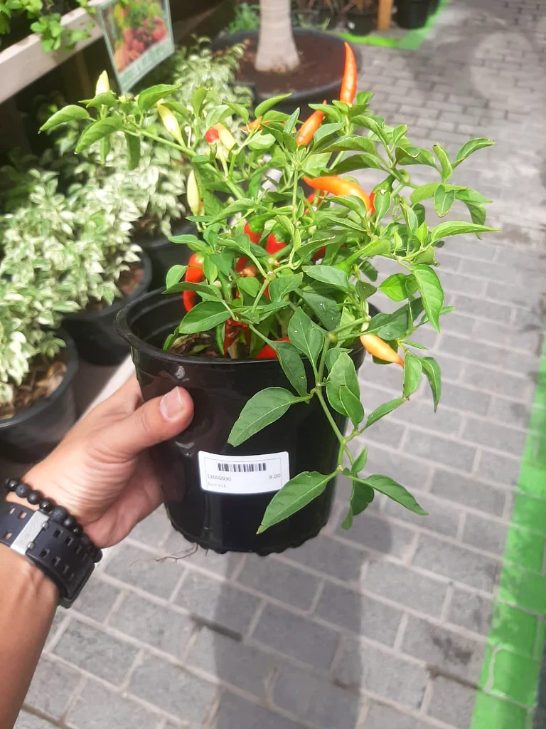 نبات فلفل تشيلي نابض بالحياة - مثالي لحديقتك632203257683211120