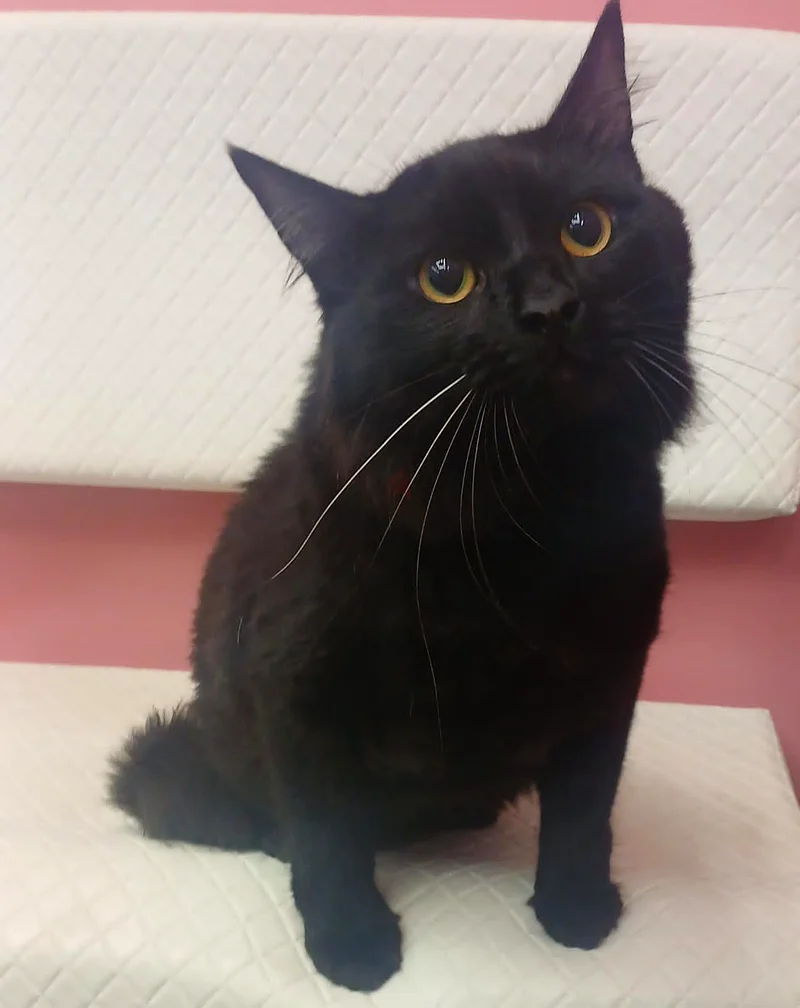 Adopt These Adorable Cats - Your New Best Friends! | dubizzle